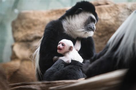 Baby Colobus Monkey Born At The Saint Louis Zoo Clayton Times