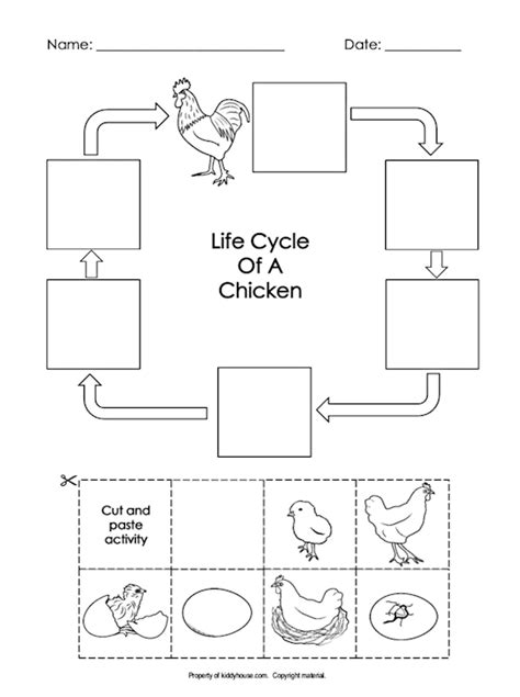 Free Printable Life Cycle Of A Chicken Worksheet The Best Porn Website