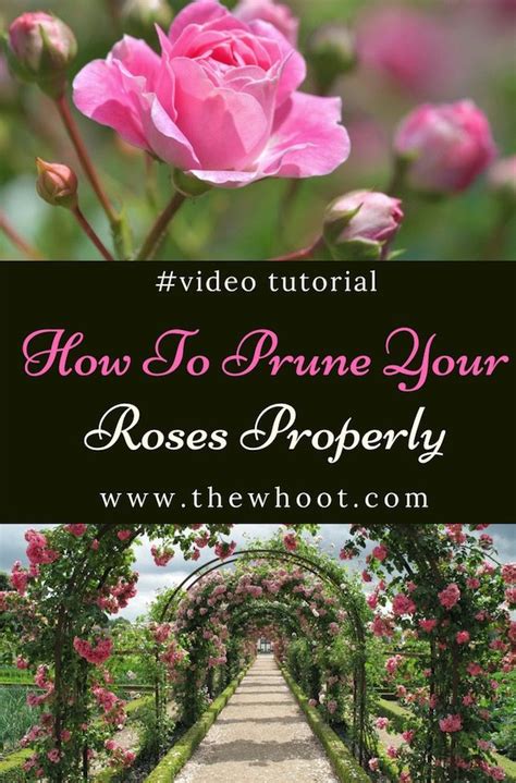 How To Prune Roses Properly Video The Whoot Prune When To Prune