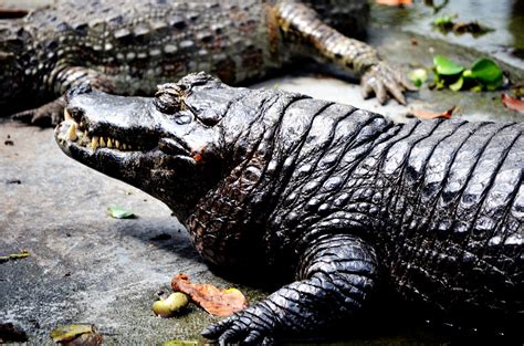 Jacaré Jacarés E Aligatores Pertencem à Família Alligatori Flickr