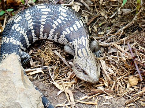 Reproduction In Blue Tongue Skinks Do They Lay Eggs Or Give Live Births