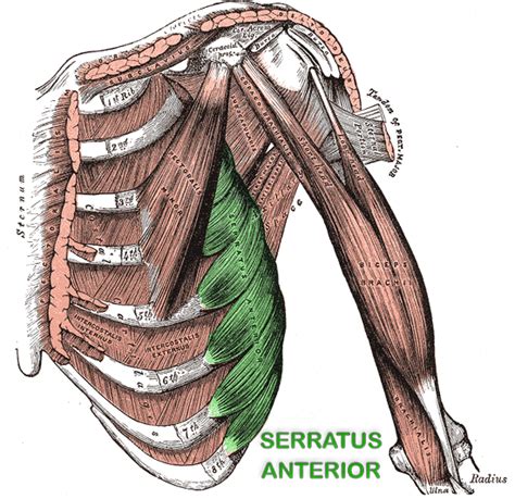 Always call your doctor if you have rib cage pain with Hey Fitness People, Let's Talk About the Serratus Anterior - LanceGoyke.com