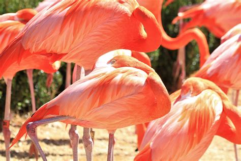 Greater Flamingos Free Stock Photo Public Domain Pictures