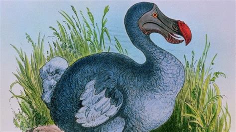 Could We Bring The Dodo Back From Extinction BBC Newsround