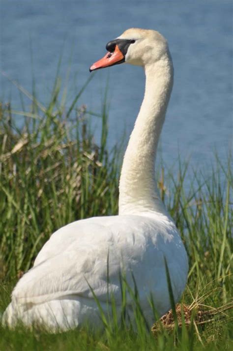 Free Picture Mute Swan Up Close Grass Bird Cygnus Olor