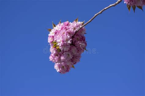 Prunus Serrulata Cultivo De Doble Flor De Cerezo Japonés Llamado Sakura