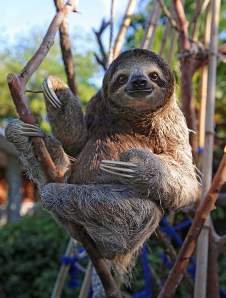 Happy Rescued Sloth Relaxing And Holding His Pot Belly Cute Sloth
