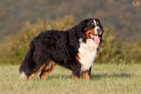Bernese Mountain Or Greater Swiss Mountain Dog Which Is Best For You Pets4homes