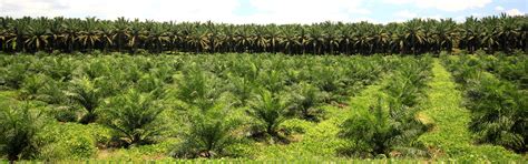 Oil Palm Plantation Cultivation And Management Tips For Growers