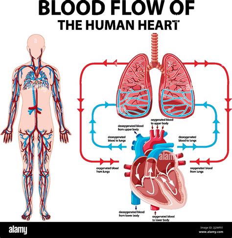 Diagrama De Flujo De Sangre Fotografías E Imágenes De Alta Resolución