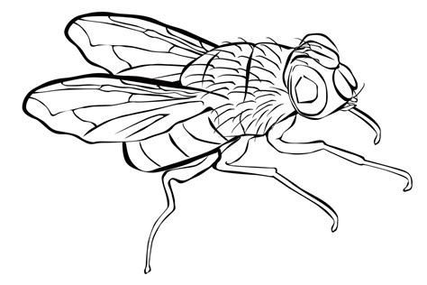 Fly Coloring Pages Printable Sketch Coloring Page The Best Porn Website