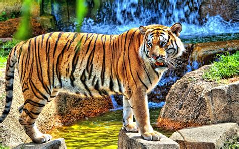 Tiger Full Hd Wallpaper And Background Image 2560x1600 Id337331
