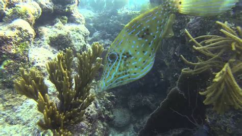 First Time Snorkeling Sombrero Reef Off Marathon Key Youtube