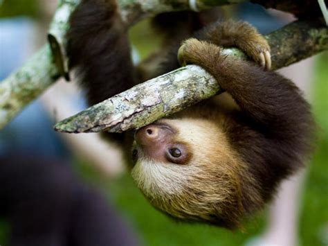 Free Download Cute Funny Animalz Funny Sloth New Nice Images And