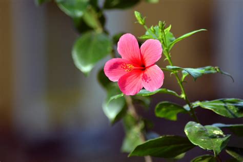 Free Stock Photo Of China Rose Flower Red Flower