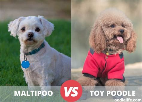 Maltipoo Vs Toy Poodle Comparison With Photos Oodle Life