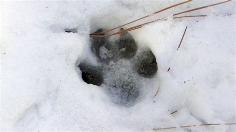 Einen luchs von einem wolf zu unterscheiden, ist leicht. Tierspuren im Schnee » Wer stapft hier durch den Winter?