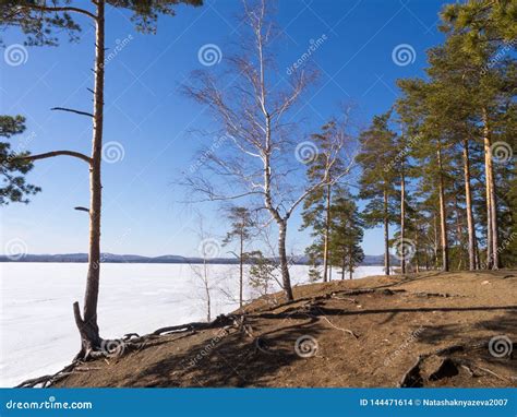 Early Spring Naked Forest On The Shore By Lake Still Covered With Show And Ice Pine Trees And