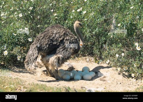 Ostrich Struthio Camelus Hen Over Nest With Eggs Stock Photo Alamy