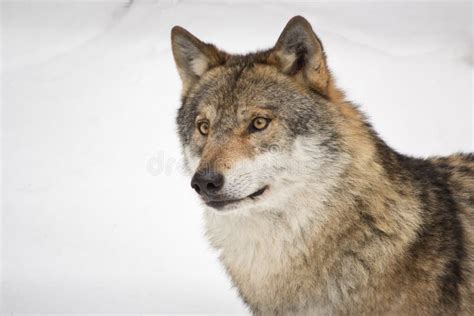 Wolfs Head Stock Photography Image 23986002