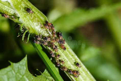 Brown Aphids Stock Image Image Of Insects Macro Agriculture 40963015