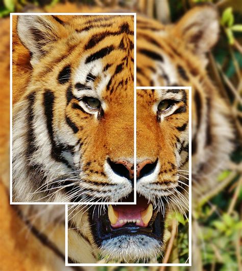 Tiger Collage Predator Free Photo On Pixabay Pixabay
