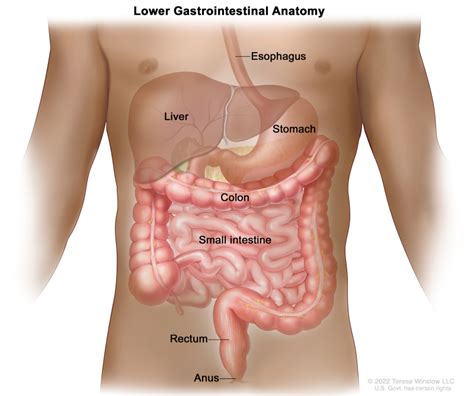 Figure Anatomy Of The Lower Gastrointestinal Pdq Cancer Information Summaries Ncbi