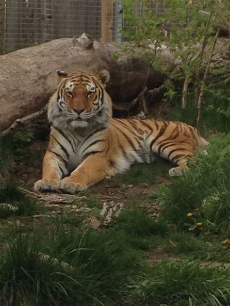 Beautiful Tiger At The Indianapolis Zoo 2014 Indianapolis Zoo