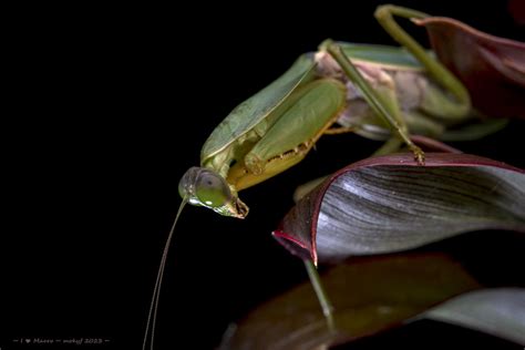 Giant Malaysian Shield Mantis Rhombodera Basalis Flickr