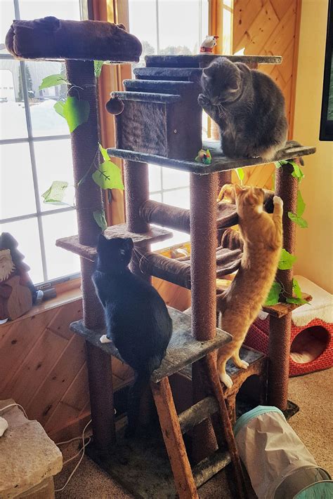 Best Cat Tower For Large Cats With Two Big Condos Cat Tower Cool
