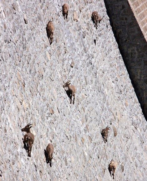 Herd Of Mountain Goats Climb 160ft Near Vertical Cingino Dam In The
