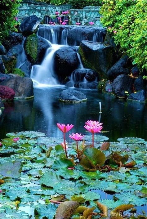 Lotus Blossom Waterfall Bali Amazing Nature Beautiful Pictures