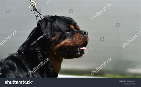 Strong Puppy Rottweiler Field Stock Photo 2149598299 Shutterstock