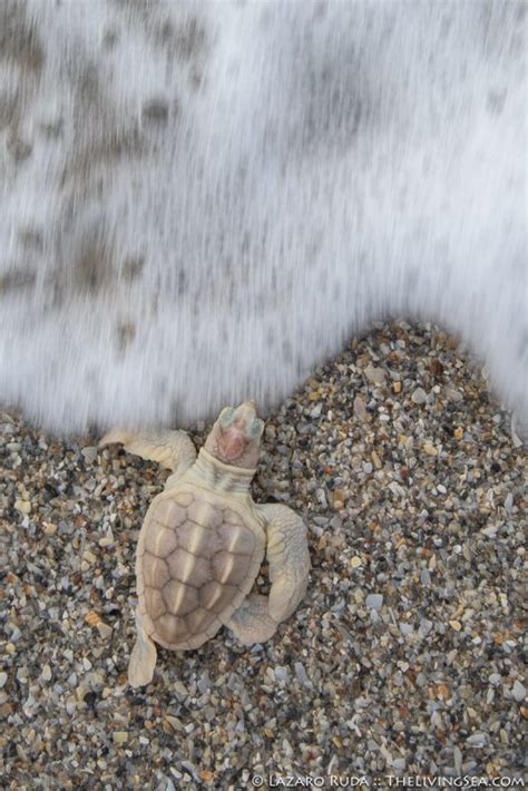 Uncommon Leucistic Loggerhead Sea Turtle Hatchling Thelivingsea