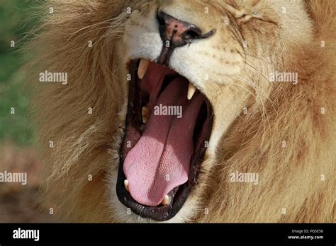 Open Mouth Of Male Lion Panthera Leo At Feeding Time In The