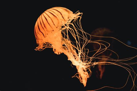 Rare Jellyfish Filmed Off The Coast Of Papua New Guinea Could Be A New