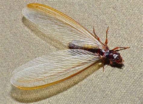 Best Ways To Get Rid Of Flying Termites Termite Swarmers
