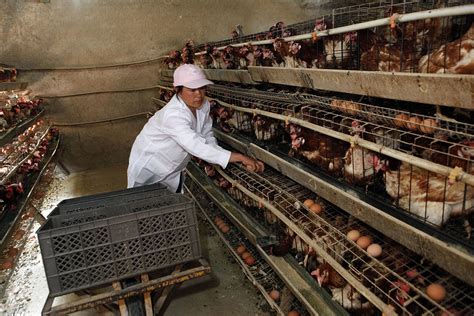 chick production important factors to consider poultry world