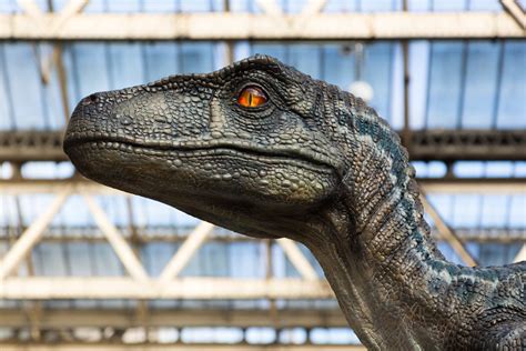 Jurassic Park Was Wrong Study Suggests Raptors Didnt