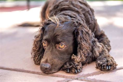 It's also free to list your available puppies and litters on our site. American Water Spaniel in 2020 | American water spaniel ...