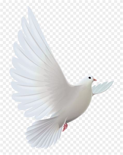 Free White Bird Png Download Free White Bird Png Png Images Free