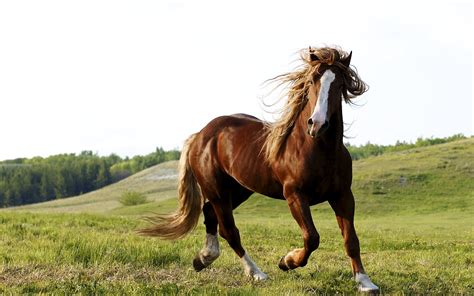 Riding A Horse Wallpapers And Images Wallpapers Pictures Photos