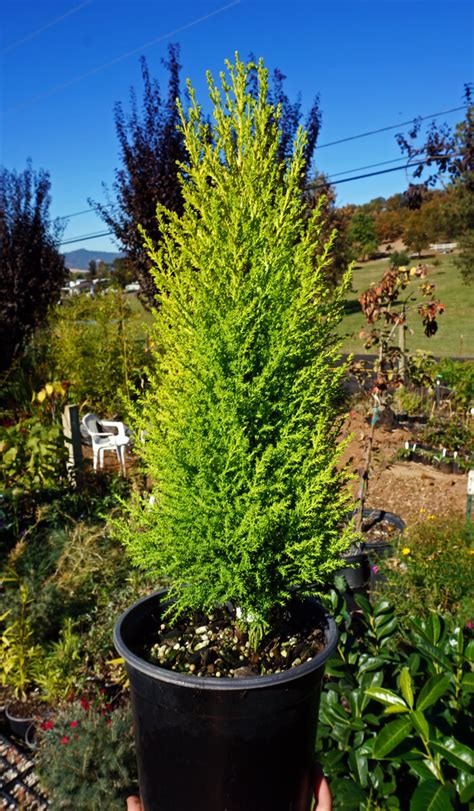 Cupressus Macrocarpa Wilma Goldcrest Lemon Scented Cypress For Sale