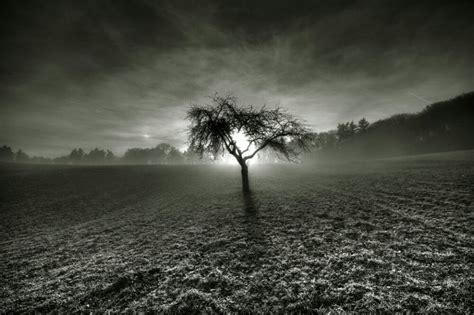 Amazing Black And White Nature Photos Tree Of Light