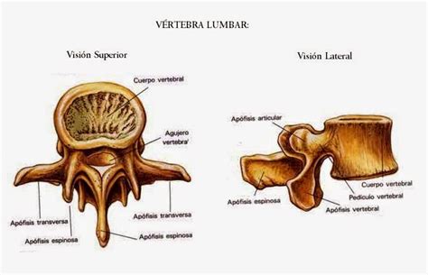 Anatomía Del Cuerpo Humano Vértebras Lumbares