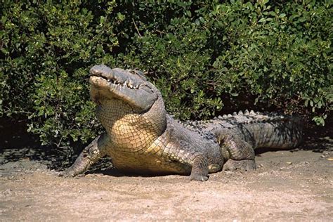 Saltwater Crocodile Crocodylus Porosus