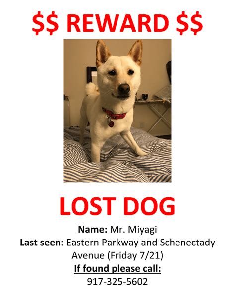 Lost White Shiba Inu Last Seen In Crown Heights Please Contact Me