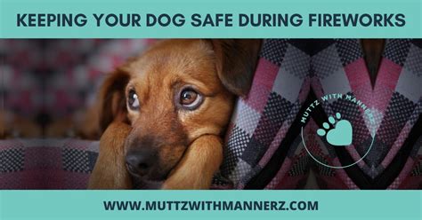 5 Tips To Keep Your Dogs Safe During Fireworks Muttz With Mannerz