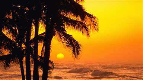 Glorious Tropical Yellow Sunset Palm Tree Sunset Palm Trees Landscape