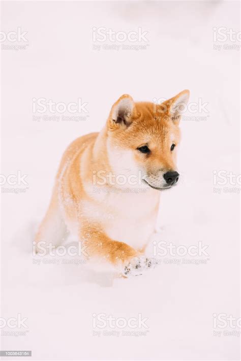 Young Japanese Small Size Shiba Inu Dog Play Outdoor In Snow Snowdrift
